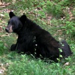 Black Bear