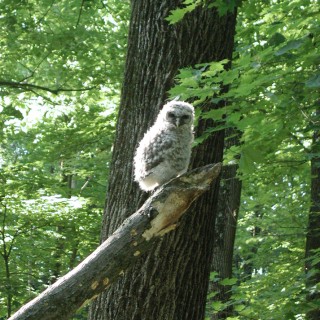 Baby Owl