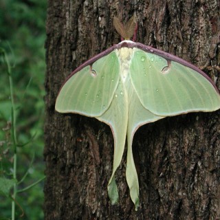 Luna Moth